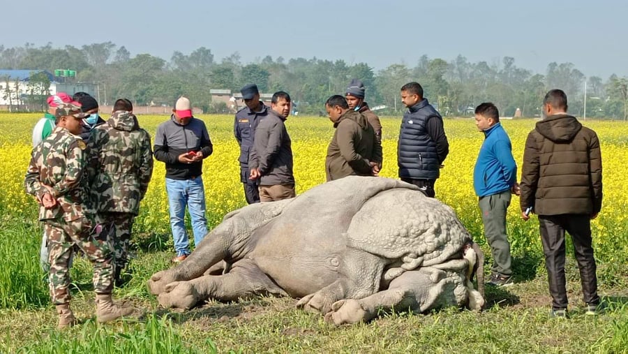 चितवनमा आठ महिनामा मरे २० गैँडा